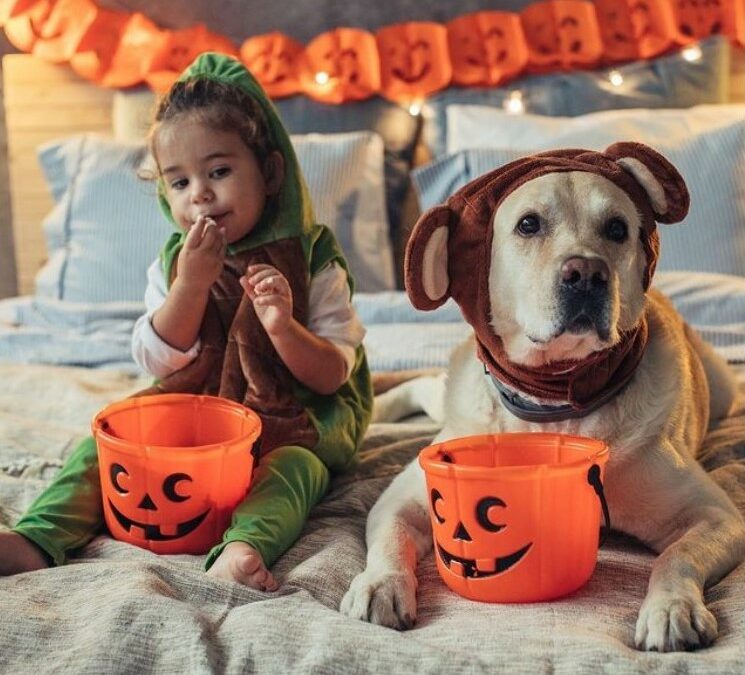 GET YOUR PET HALLOWEEN READY AT PETSTOP