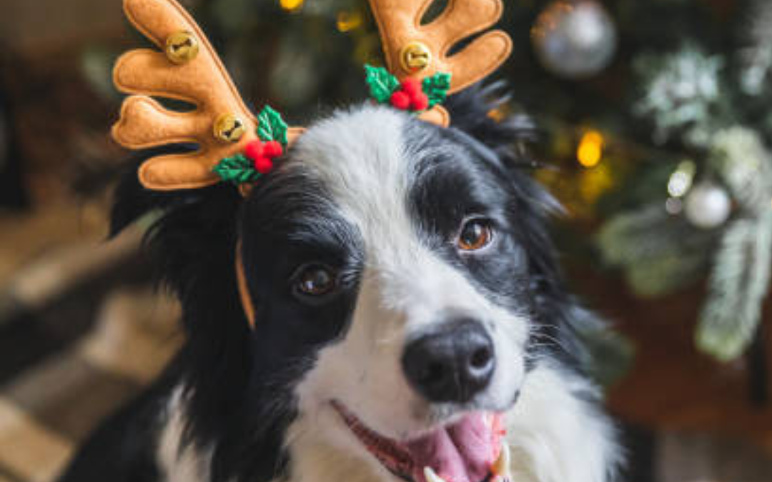 FIND THE PAW-FECT GIFT AT PETSTOP